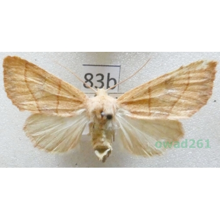 Atethmia centrago (Haworth, 1809) Czech83b